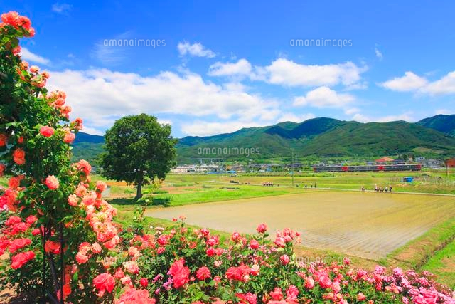 バラの花園と田園としなの鉄道の電車と幼稚園の遠足 10247006511 の