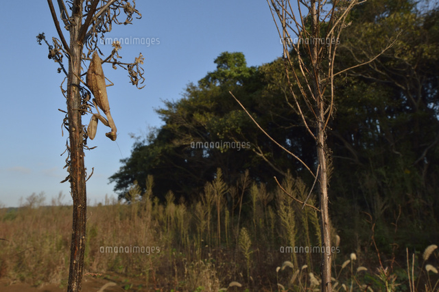 荒地とハラビロカマキリ の写真素材 イラスト素材 アマナイメージズ