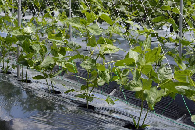 インゲン の 栽培