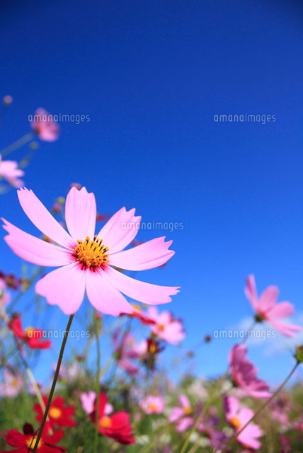 コスモスと青空
(c)NAOKI MUTAI/a.collectionRF