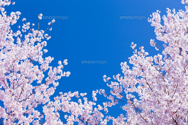サクラと青空
(c)NAOKI MUTAI/a.collectionRF