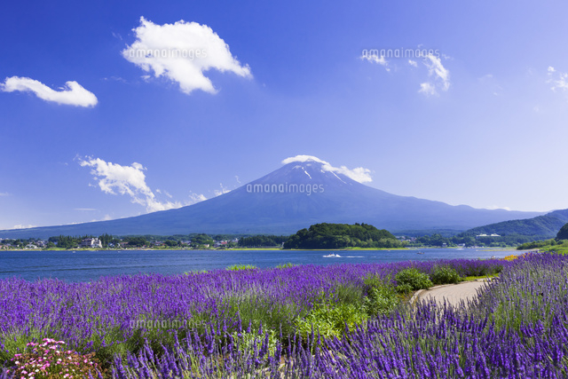 夏の富士山とラベンダーの咲く大石公園
(c)Cityscape/a.collectionRF