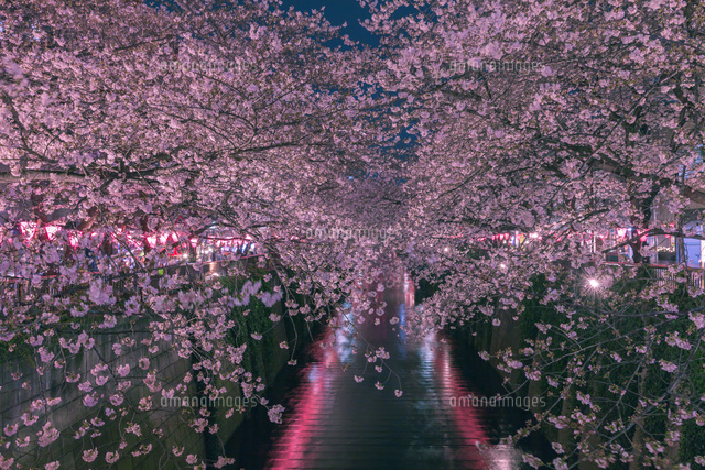 目黒川のライトアップの桜
(c)MICHIHIKO KANEGAE/a.collectionRF