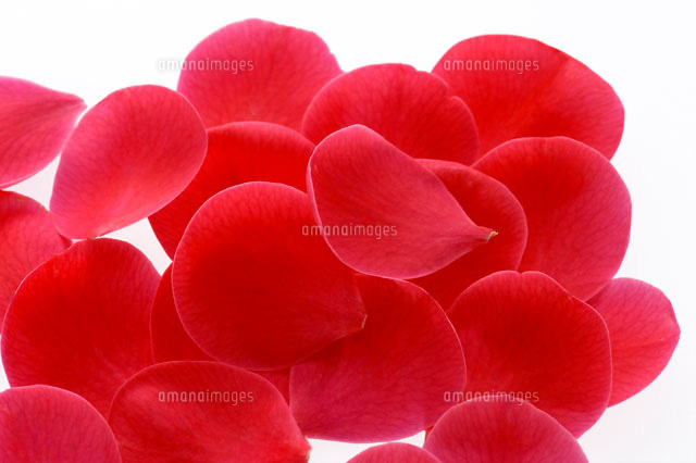 トップ100椿 花びら 最高の花の画像