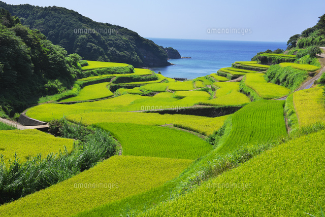 佐賀県 浜野浦の棚田 10341011460 の写真素材 イラスト素材 アマナイメージズ