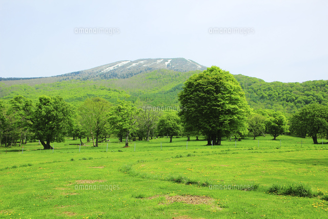 新緑の笹ヶ峰高原と三田原山 の写真素材 イラスト素材 アマナイメージズ