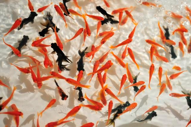金魚
(c)maple/a.collectionRF