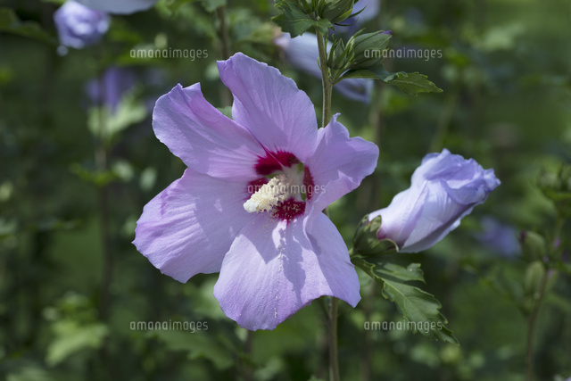 ムクゲの花 の写真素材 イラスト素材 アマナイメージズ