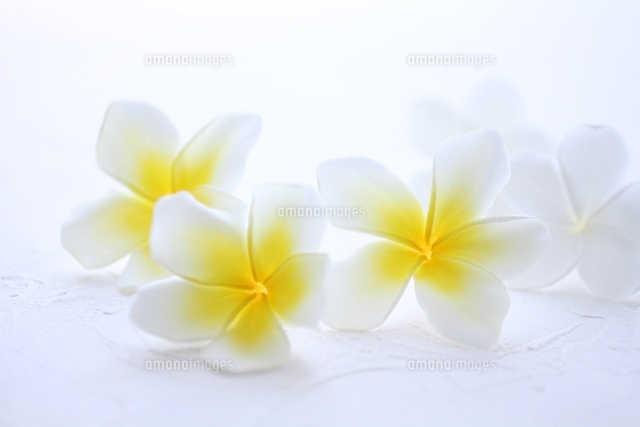 最高のフリー 素材 プルメリア イラスト 無料 動物ゾーン