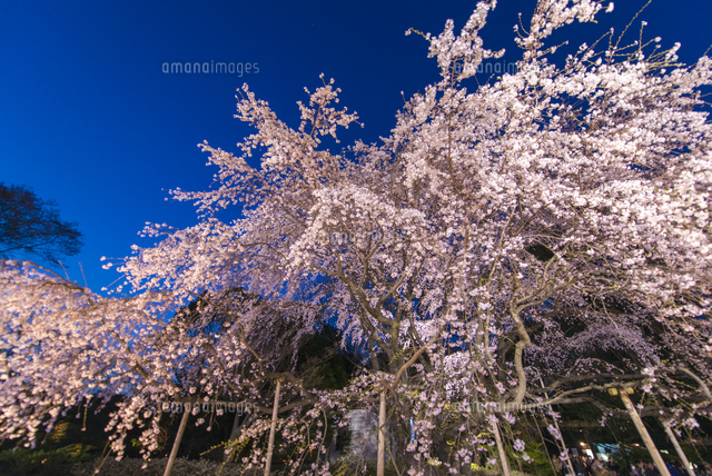 六義園桜ライトアップ
(c)Saha Entertainment/a.collectionRF