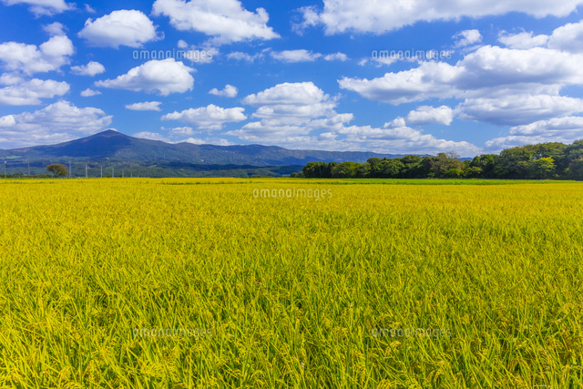 秋の田園風景 姫神山の麓に広がる稲穂 の写真素材 イラスト素材 アマナイメージズ