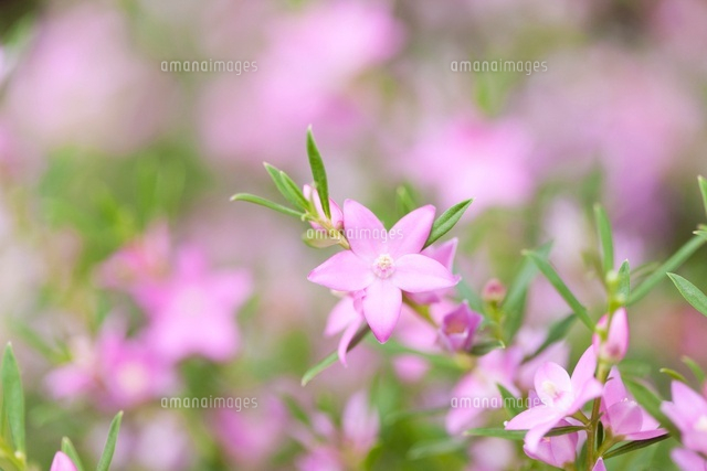 すべての美しい花の画像 50 花 サザン クロス