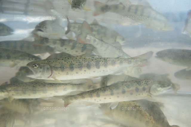 ヤマメ 10521003752 の写真素材 イラスト素材 アマナイメージズ