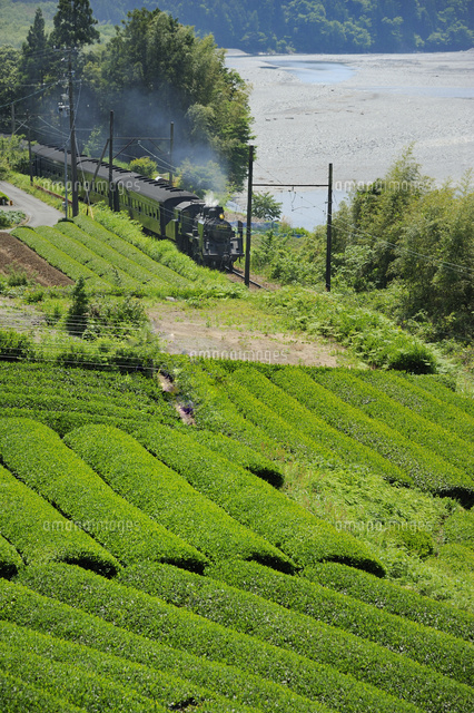 大井川鉄道のSLと茶畑
(c)HIROAKI OTSUBO/a.collectionRF