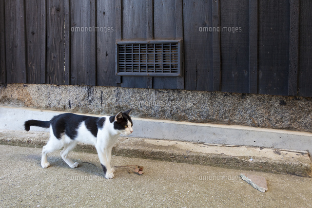 真鍋島の猫
(c)officek/a.collectionRF