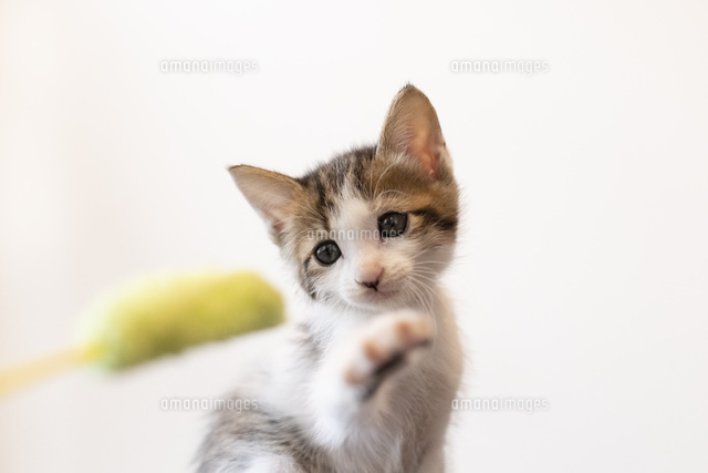 猫じゃらしで遊ぶ仔猫 の写真素材 イラスト素材 アマナイメージズ