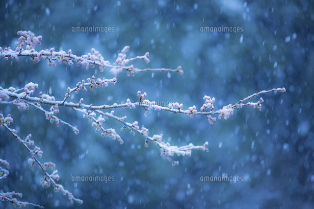 桜のつぼみと雪
(c)JAPACK/a.collectionRF