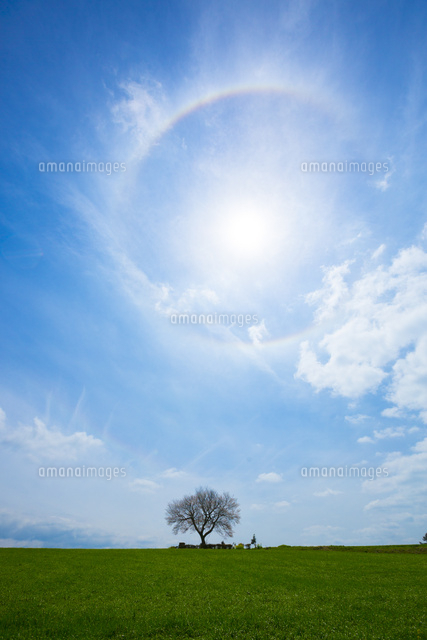 前原の一本桜
(c)JAPACK/a.collectionRF