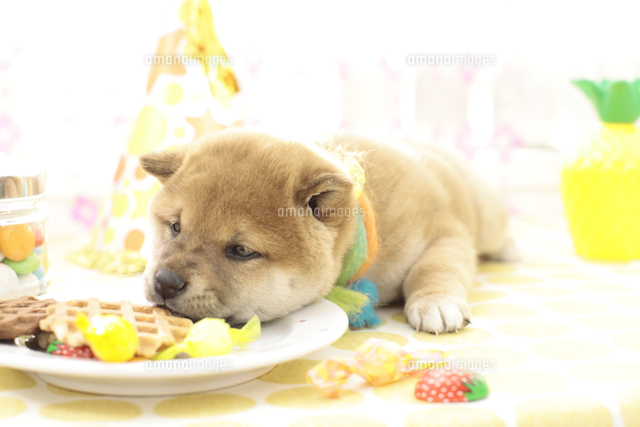 お菓子のお皿に顔を乗せる柴犬 10733002481 の写真素材 イラスト素材