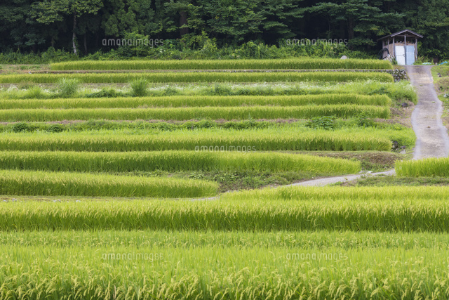 白川郷の棚田 の写真素材 イラスト素材 アマナイメージズ