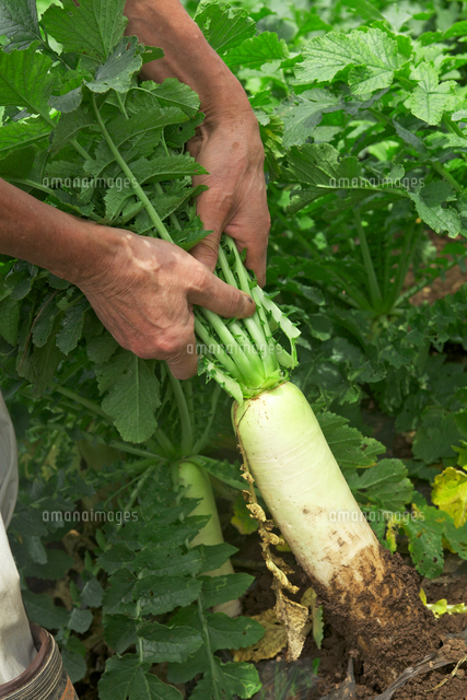 大根を抜く男性の腕 の写真素材 イラスト素材 アマナイメージズ