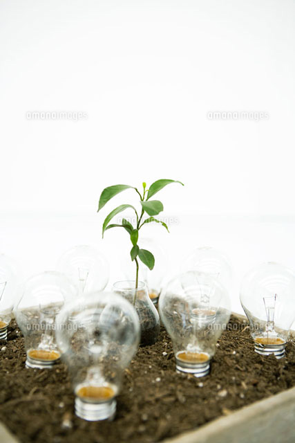 Seedling and light bulbs planted in soil
(c)Sigrid Olsson/PhotoAlto