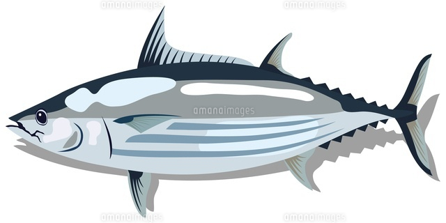 すべての動物の画像 ベスト50 カツオ イラスト 簡単