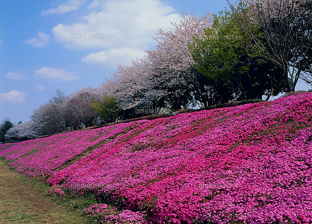 相模川土手のシバザクラ の写真素材 イラスト素材 アマナイメージズ