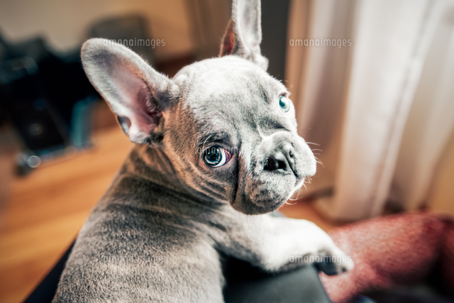 french bulldog puppies north east