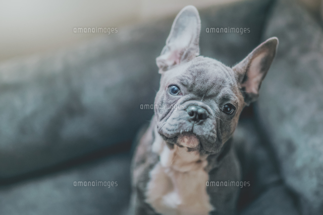 french bulldog puppies north east