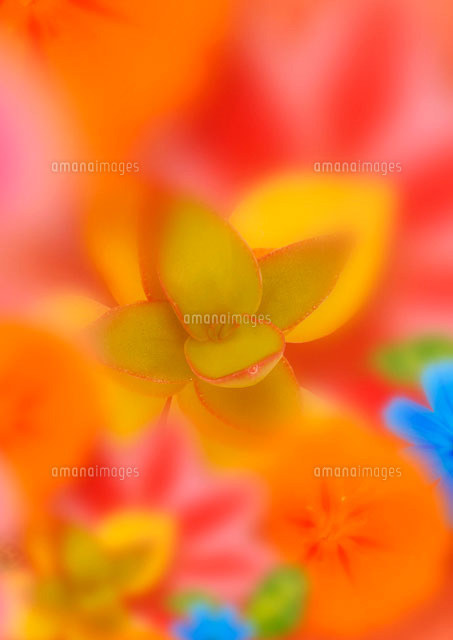 カラフルな花のイメージ の写真素材 イラスト素材 アマナイメージズ