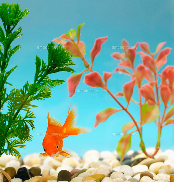 Goldfish in Tank
(c)clover/a.collectionRF