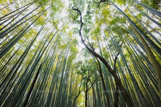 Bamboo Forest, Kyoto, Kyoto Prefecture, Kansai Region, Honsh
(c)Radius Images