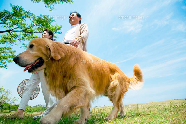 草原を犬と散歩をするシニア夫婦[11032001688]の写真素材・イラスト素材｜アマナイメージズ