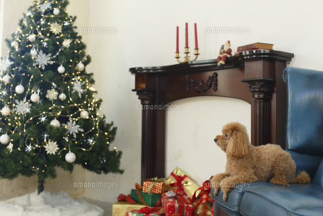 クリスマスツリーのあるリビングでくつろぐトイプードル の写真素材 イラスト素材 アマナイメージズ クリスマスツリーのあるリビングでくつろぐトイプードル の写真素材 イラスト素材 アマナイメージズ