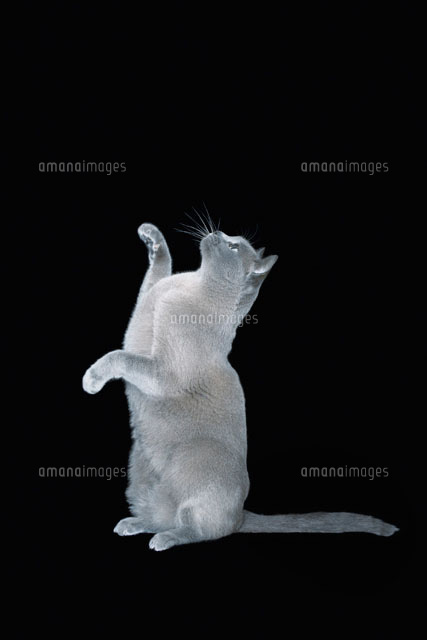 Blue Burmese cat sitting on hind legs
(c)moodboard