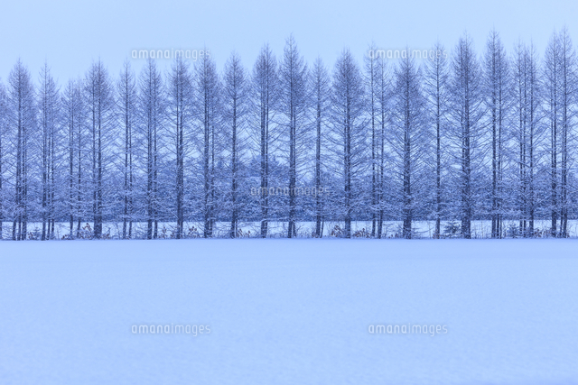 冬の白樺並木 の写真素材 イラスト素材 アマナイメージズ