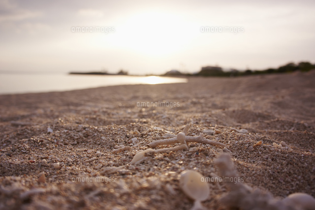 砂浜
(c)hi-bi