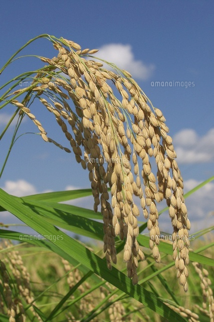 美しい花の画像 心に強く訴える稲穂 イラスト 簡単