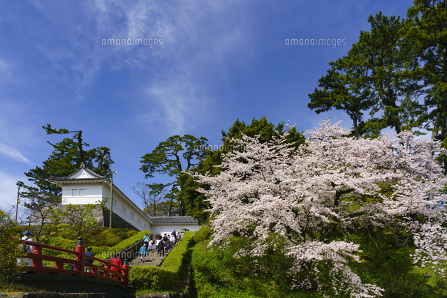 満開の桜咲く小田原城址公園の常盤木橋 の写真素材 イラスト素材 アマナイメージズ