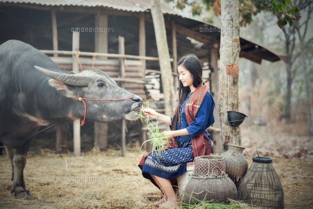 Young Woman Feeding Cow On Field の写真素材 イラスト素材 アマナイメージズ