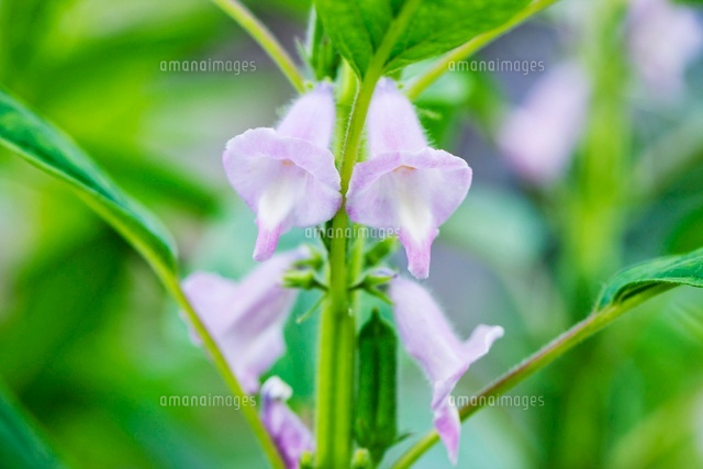 新着ごま 花 最高の花の画像