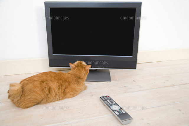 テレビを見上げる猫
(c)DAJ