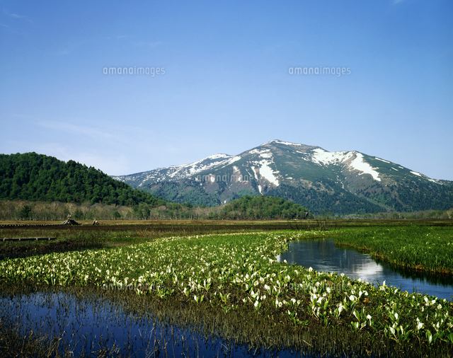 尾瀬ヶ原の水芭蕉 81148035574 の写真素材 イラスト素材 アマナイメージズ
