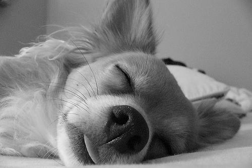 卒論やレポートの生産性を高める!おすすめ快眠グッズまとめ