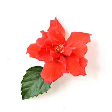 肌荒れ・二日酔い・目の疲れを緩和するハーブ「ハイビスカス」