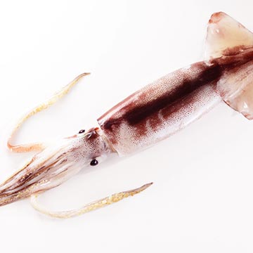 低脂肪・低カロリー・高タンパクな食材「いか」の特徴や調理法