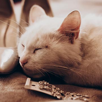 お昼過ぎに眠くなるのはなぜ？居眠りのメカニズムについて