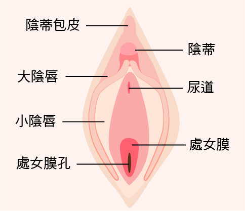 私密手術,G緊,微創處女膜修補術,陰道緊縮術,陰道緊實注射,小陰唇美化術,大陰唇整形術.