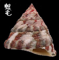 花斑鐘螺 2拷貝.jpg